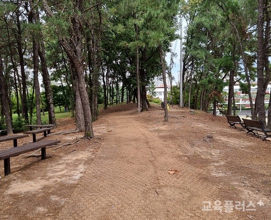 청주 신흥고등학교 솔밭길은 산책으로 다져져 산책로를 만들게 되었다.(사진=백승진 교사)